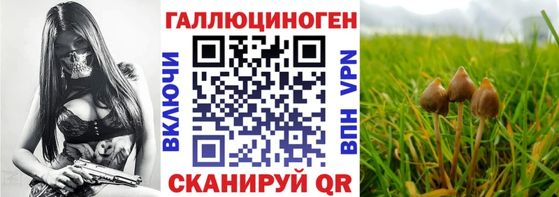 наркота  Новосибирск  Псилоцибиновые грибы мицелий 